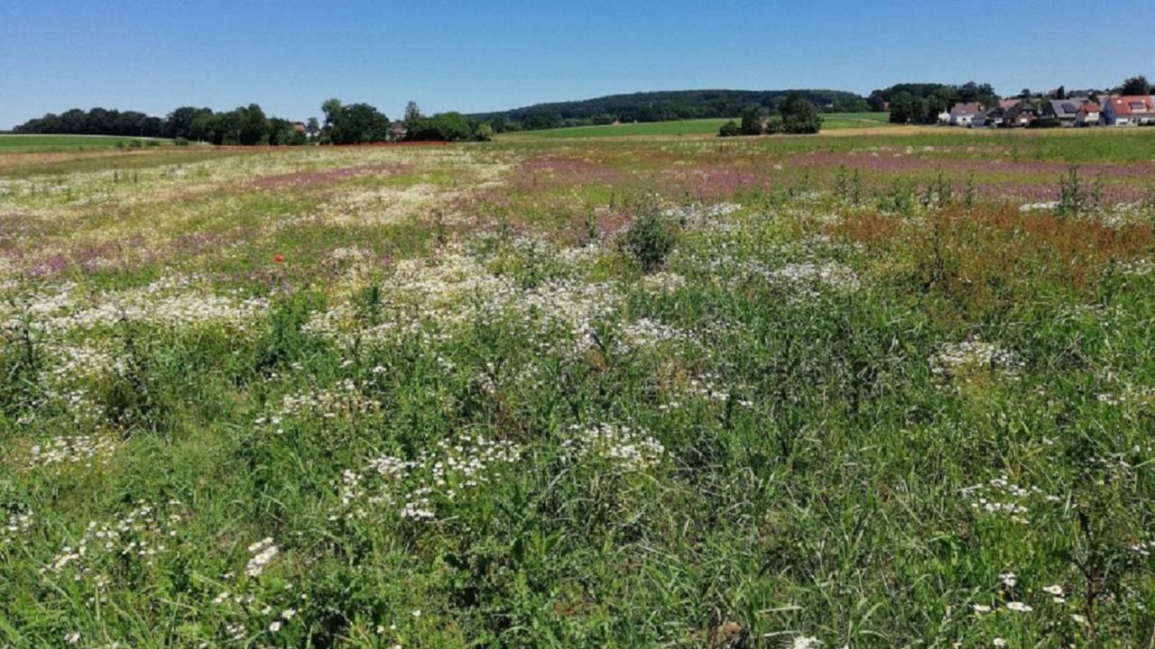 Fewo Im Naturschutzgebiet Hiddenhausen Exterior foto